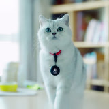 Aqiila Tagbird Nyckelring 1-pack